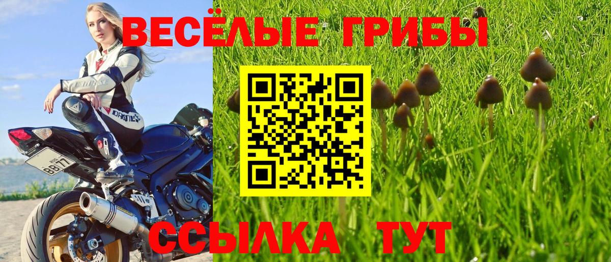 Вязники  Псилоцибиновые грибы Psilocybine cubensis  Вход с VPN 
